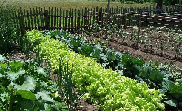 Organic vs. Conventional Farming: What’s in Store for Both