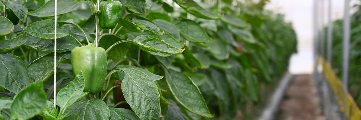 Overcoming Weather Limitations with Greenhouse Farming